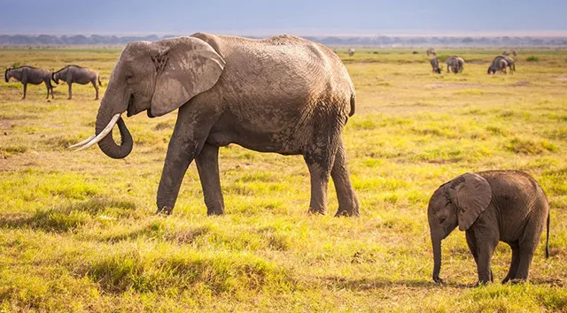 1africanelephants-0808wk-13