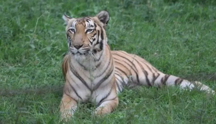 tigress-dies-Nandankanan-750x430