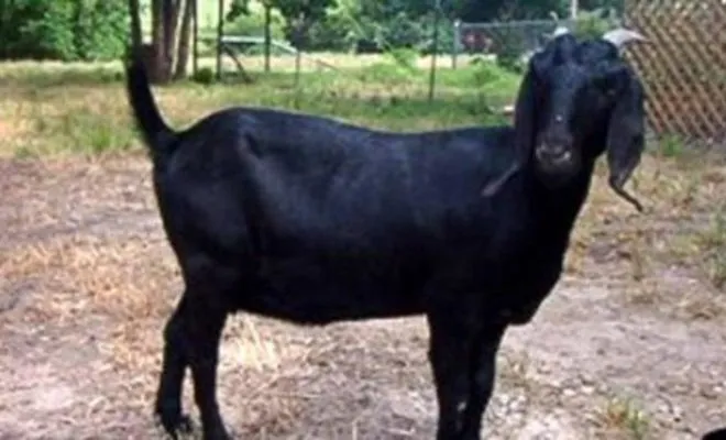 goat_1547637254_618x347-750x430-660x400