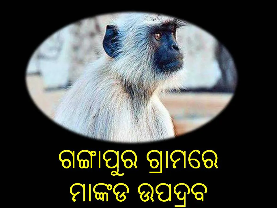 Monkey